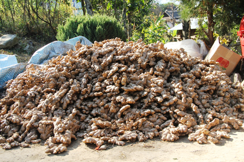 चालु आर्थिक वर्ष को ७  महिनामा नेपालबाट ७८ करोडको अदुवा निर्यात