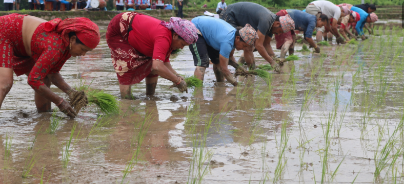 देशभर धान रोपाइँ ६१.६२ प्रतिशत सम्पन्न