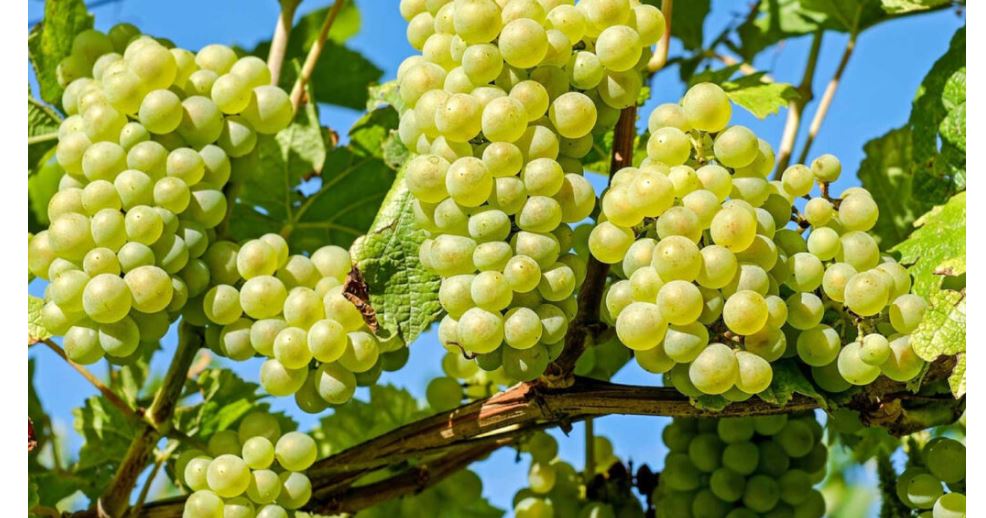 बढ्यो हरियो अंगुरको भाउ