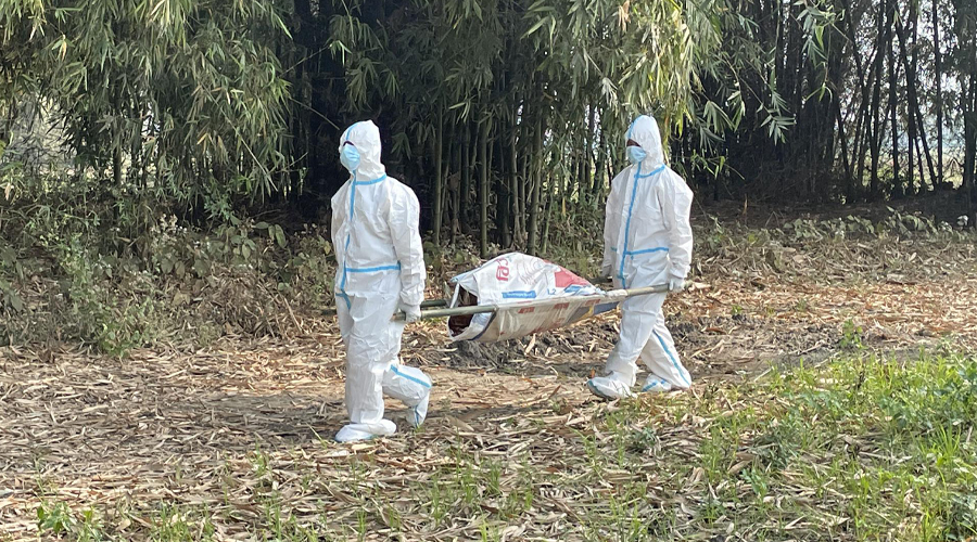मोरङ, सुनसरी र झापामा बर्डफ्लू, एउटै फर्मका ११ हजार कुखुरा नष्ट