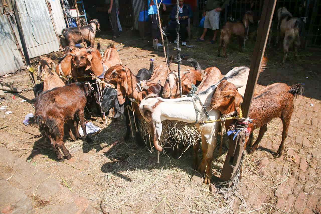 दसैं नजिकिएसँगै भृकुटीमण्डप खसी बजारमा चहलपहल, धमाधम भित्रिँदै खसी, बोका र च्यांग्रा
