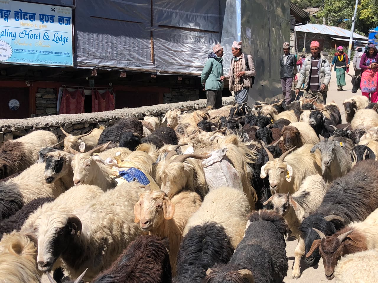 हुम्लामा चार करोड खसीको व्यापार