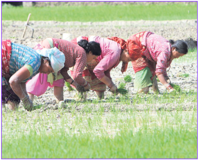 ९६ प्रतिशत सकियो धान रोपाइँ,  सुदूरपश्चिममा शतप्रतिशत सम्पन्न